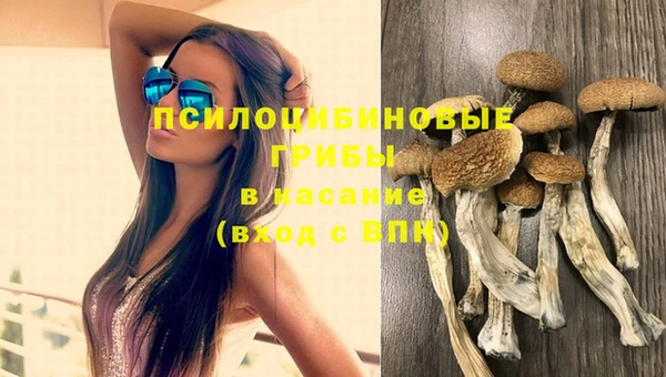 стаф Магас